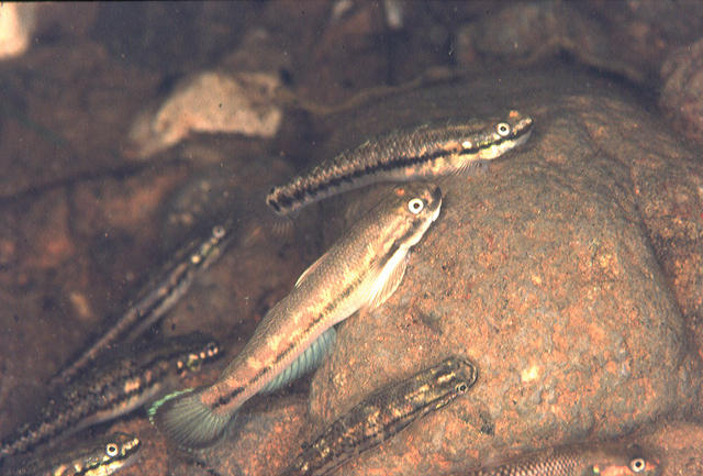 Sicyopterus lagocephalus